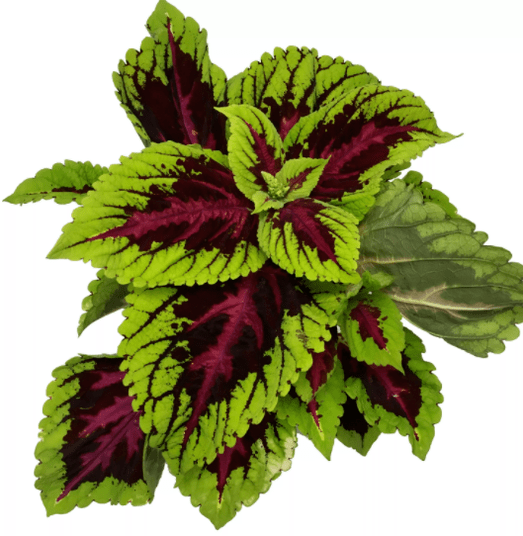 The Coleus forsokoli plant in Matcha Slim reduces stress during weight loss